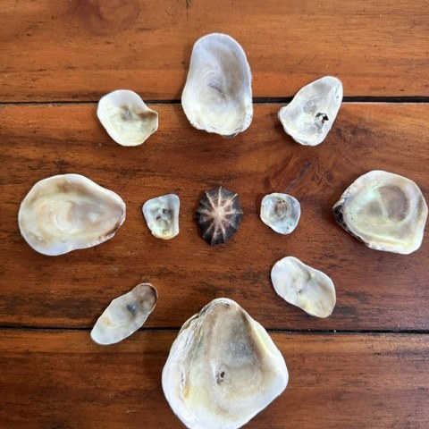 Shells and stones gathered on the beach